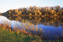 Peaceful autumn landscape alone River Bug, Nadbuzanski NP, Poland
