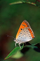 Large copper butterfly {Lucaena dispar} Norfolk, UK