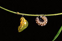 Tiger butterfly {Tithorea harmonia} pupa and caterpillar pupating Ecuador. Captive