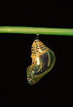 Tiger butterfly pupa {Tithorea harmonia} Amazonia, Ecuador