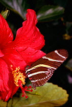 Zebra longwing butterfly on Hibiscus flower {Heliconius charithonia}