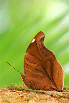 {Historis odius} butterfly mimics dead leaf. Costa Rica