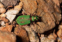 Green tiger beetle {Cicindela campestris} Scotland