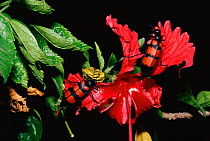 Orange blister beetles {Mylabris pustulata} on hibiscus flower, Delhi ridge forest, India