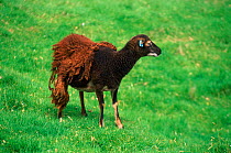 Soay sheep (domestic) moulting {Ovis aries} St Kilda, Scotland