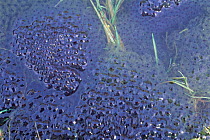 Common frog spawn in pond {Rana temporaria} Scotland, UK