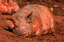 Domestic pig asleep in field {Sus scrofa domestica} female Devon, UK
