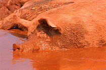Domestic pig wallowing in mud {Sus scrofa domestica} female Devon, UK