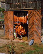 Tobacco leaves drying in shed, Celle valley, France
