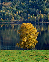 Birch tree in autumn foliage on edge of Lake Rotnen, Varmland, Sweden