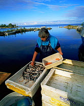 Lady squeezes spawn from whitefish for culinery use, Lake Vanem, Sweden