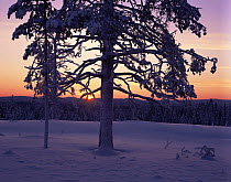 Sunrise in mid-winter Lapland, Sweden  -35 degrees