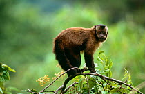 Large headed capuchin (Sapajus macrocephalus) Cloud forest, Manu, Peru