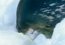 Weddell seal (Leptonychotes weddelli) gnawing ice to maintain breathing hole, Weddell Sea, Antarctica