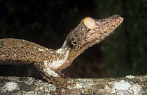 Henkel's leaf tailed gecko {Uroplatus henkeli} Madagascar