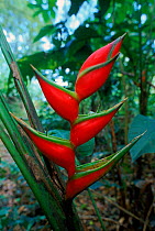 Heliconia plant in rainforest, Tobago, Caribbean