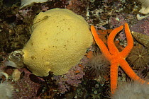 Dorid nudibranch / sea lemon {Anisodoris nobilis} and starfish, Pacific ocean, Canada