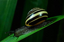 Grove / Banded snail on leaf {Cepaea nemoralis} Scotland, UK