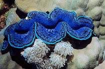 Crocus giant clam {Tridacna crocea} Red Sea, Egypt