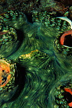 Close up of siphon of Giant clam {Tridacna sp} Red Sea, Egypt