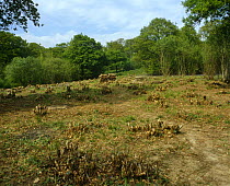 Clearing in woodland after Hazel coppicing {Corylus avellana} surrounded with Oak trees, Suffolk, UK