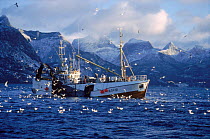Norwegian fishing boat hauling in herring nets surrounded by gulls. Tysfjord, Norway.
