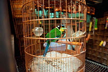 Long tailed broadbill {Psarisomus dalhousiae} in cage, for sale in Hong Kong bird market.