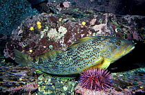 Female Kelp greenling with sea urchin. Washington, USA {Hexagrammos decagrammus}