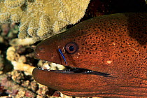 Giant moray eel with Cleaner wrasse fish{Gymnothorax javanicus} Papua New Guinea