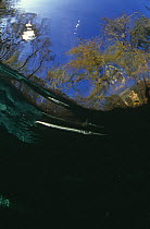 Black barred garfish (Hemirhamphus far) Florida, USA