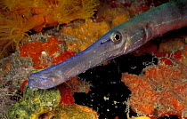 Caribbean trumpetfish {Aulostomus maculatus} Bonaire, Caribbean