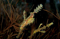 Ornate ghost pipefish {Solenostomus paradoxus} Sulawesi, Indonesia