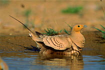 Chestnut bellied sandgrouse {Pterocles exustus} male, collecting water in feathers, Jaaluni, Oman