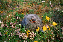 Snowy owl {Nyctea scandiaca} chick on heathland nest, Kolyma, Siberia