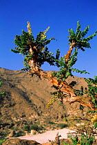Frankincense tree {Boswellia sacra} in flower, Dhofar, Oman