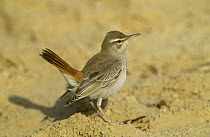 Rufous scrub robin {Erythropygia galactotes}showing typical tail cocking, Dauka, Oman