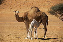 Young Dromedary camel suckling from mother {Camelus dromedarius}, Wahiba Sands, Oman