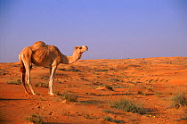 Dromedary (Arabian) camel {Camelus dromedarius}, Desert at Qarn Nazwa Feb, Dubai, UAE