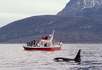 Male Killer whale {Orcinus orca} beside tourist boat, Tysfjord, Norway