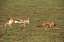 Thomson's gazelle {Gazella thomsoni} chases Golden jackal away from her fawn, Serengeti NP, Tanzania