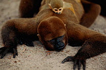Common woolly monkey {Lagothrix lagotricha} with Squirrel monkey on back, Manaus, Brazil