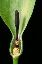 Close up of interior of Wild arum {Arum maculatum}, showing structure of flower