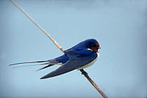 Barn swallow {Hirundo rustica} perched on reed stem. England, UK
