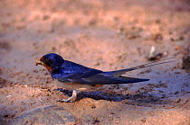 Barn swallow {Hirundo rustica} collecting mud for nest material, England, UK