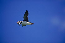 Puffin {Fratercula arctica} in flight with fish in beak, Farne Islands, Northumberland