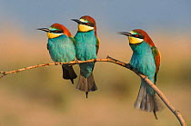 Three European bee eaters perched on branch, Greece