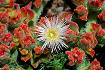 Livingstone daisy in flower {Stigmatocarpum criniflorum} Europe