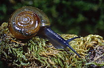 Garlic grass snail (Oxychilus alliarus) Glen Spean, Inverness, Scotland