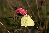 Male Brimstone butterfly {Gonepteryx rhamni) on March thistle  UK, Europe