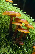 Velvet shank fungus growing in moss {Flammulina velutipes} Sussex, UK